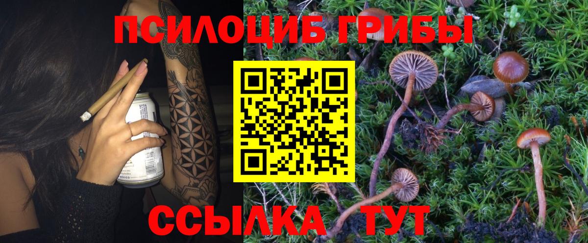 Галлюциногенные грибы Psilocybine cubensis Богданович
